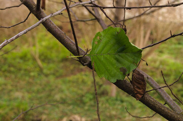 Green leaf on an autumn day.