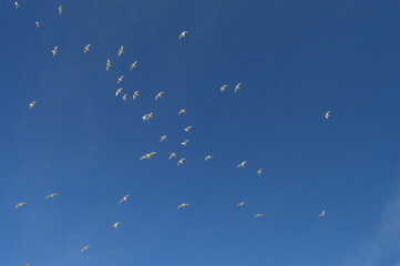 Aves en el cielo