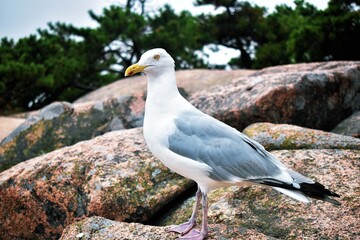 seagull on the rock