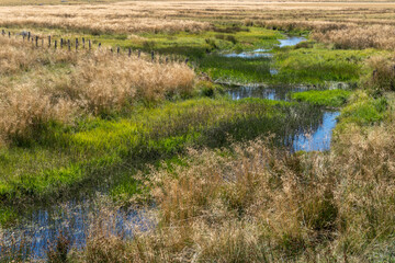 tourbière au milieu de prairies en été