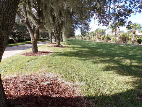 Oak Trees With Red Mulch