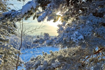 snow covered trees