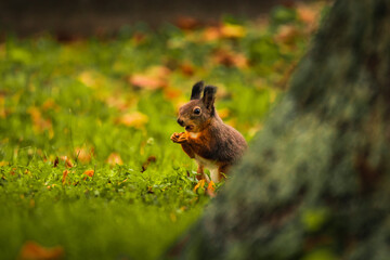 Eichhörnchen isst in der Wiese eine Nuss, Wiener Zentralfriedhof, Wien, Österreich