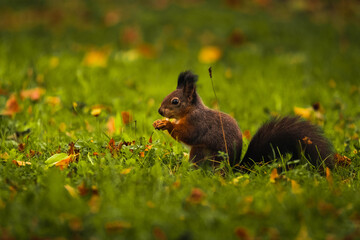 Eichhörnchen isst in der Wiese eine Nuss, Wiener Zentralfriedhof, Wien, Österreich