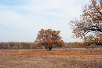 Fototapeta premium autumn landscape, yellow trees in the autumn forest