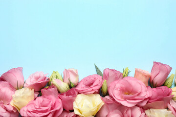 Fototapeta premium Beautiful Eustoma flowers on light blue background, flat lay. Space for text