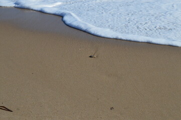 Orilla de playa