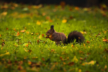 Eichhörnchen isst in der Wiese eine Nuss, Wiener Zentralfriedhof, Wien, Österreich
