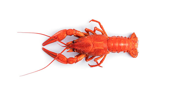 Boiled crayfish on a white background. High quality photo