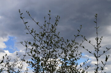 Ramas sobre nubes en día de tormenta