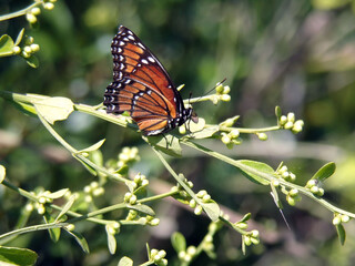 Butterfly Pollinating Flowers