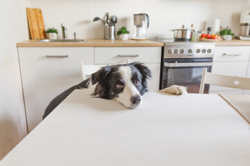 Hungry border collie dog sitting on table in modern kitchen looking with puppy eyes funny face waiting meal. Funny dog looking sad gazing and waiting breakfast at home indoors, pet care animal life