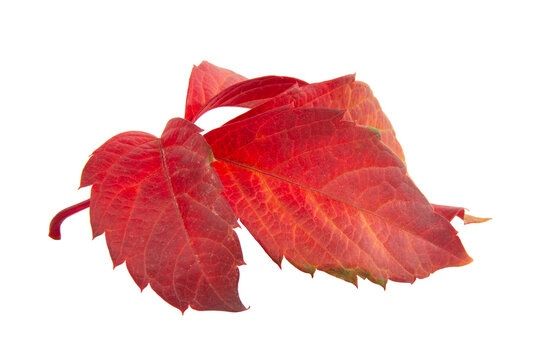 Red autumn leaf isolated on the white