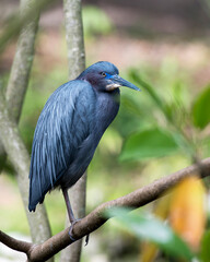 Little Blue Heron Stock Photos. Little Blue Heron close-up profile view perched displaying  feathers, head, beak, eye, with a blur background in its environment and habitat. Image. Portrait. Picture.