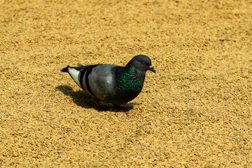Nice pigeon stand on rice and eating raw rice