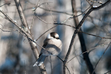 Grey Jay Bird Stock Photo.   Grey Jay Bird perch winter season. Grey Jay Bird Picture. Grey Jay Bird Image. Grey Jay Bird portrait. Blur background. Basking in sunlight.