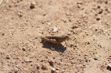 Saltamontes