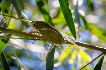 A green Cicada walking on a tree branch in a forest