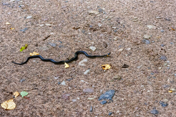 Snake on the road.