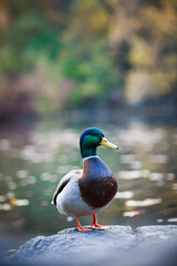 Fototapeta premium Sitting duck (mallard ) in Central Park New York