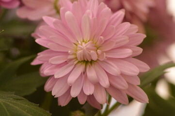 Crisantemos de color rosa lila