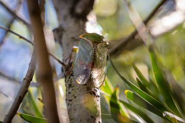 A green Cicada walking on a tree branch in a forest