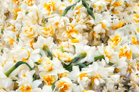 white daffodils flowers bouquet in garden, Turkish nergis mythologic narcissus