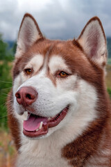 Portrait smiling siberian husky dog. Red-head funny husky dog
