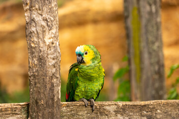 Turquoise-fronted amazon, Amazona aestiva, portrait of green parrots on a wooden barrier