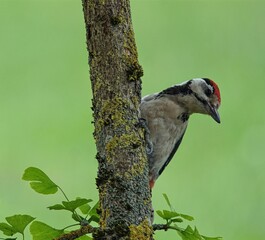 Buntspecht - Dendrocopos major