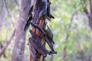 A gum tree burnt by bushfire in regional Australia