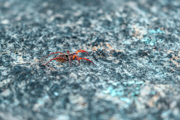 Macro closeup of an orange spider crawling on a rock
