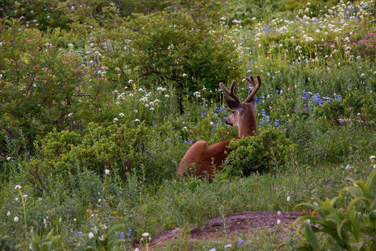 Fawn buck deer with fuzzy velvet antlers laying in a field of wildflowers