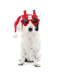 Dog in Santa Claus hat and New Year's glasses on a white background, isolate.