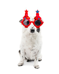 Dog in New Year's or festiv glasses on a white background, isolate.