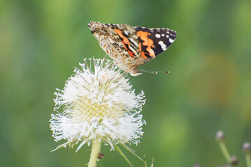 Butterfly 2019-244 / Painted Lady - Vanessa Cardui