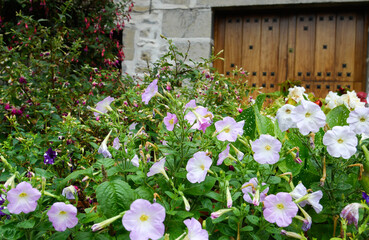 Flowers by the farmhouse