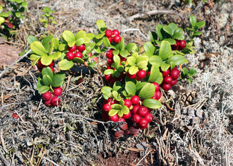 Ripe lingonberry bush (Vaccínium vítis-idaéa)