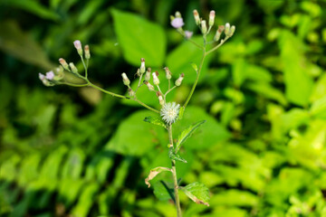 Naklejka premium Tiny white grass flower and fur beautiful wool