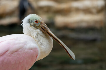 roseate spoonbill, platalea ajaja