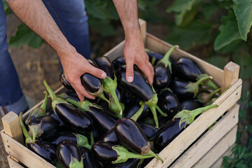 Farmer man is holding in his hands an apron with dark blue eggplants just picked from his garden. Concept of farming, organic products, clean eating, ecological production. Close up