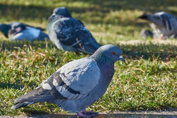 Dove on the lawn of the city square.