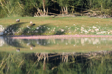 Panoramic views of the Maroño reservoir, with reflections in the water