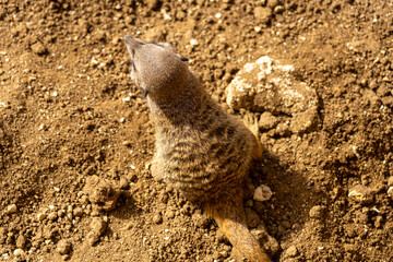 Obraz premium meerkat from behind looking away
