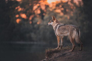 Wolfdog at the lake at the sunset, river, lake, golden hour, summer