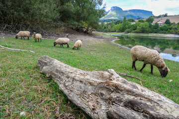 Obraz premium sheep grazing on the banks of the Maroño reservoir