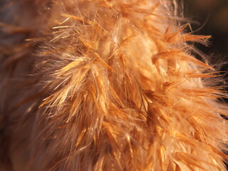 Close up image of golden reed grass shaking while the wind is blowing under clear blue sky in a cold autumn day, natural autumn background with warm colors
