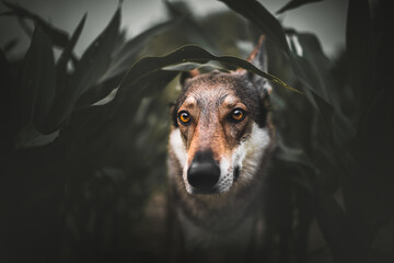Wolfdog in a cornfield, summer, moody, eyes