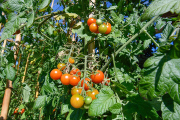Bunch of ripe cherry tomatoes