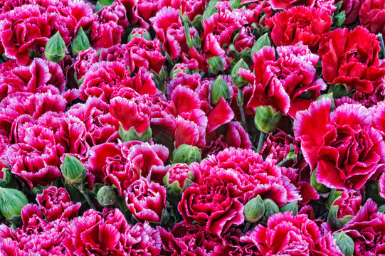 Texture from pink red carnation flowers Turkish karanfil
